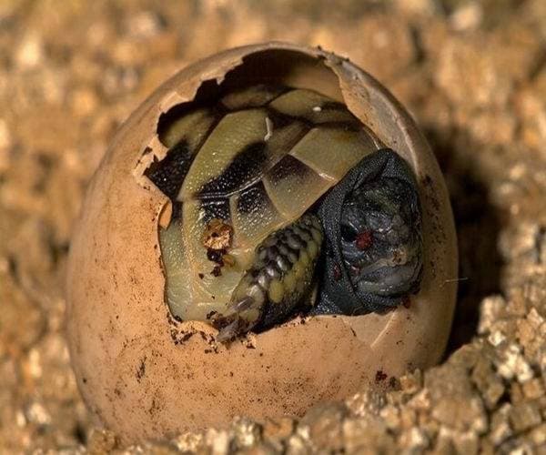 Фото среднеазиатская черепаха