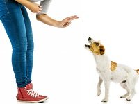 как отучить собаку прыгать