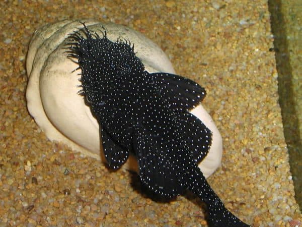 Анциструс звездчатый - сомик в аквариуме