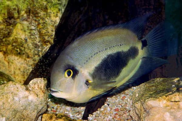 Уару чернопятнистый - красивая рыбка в аквариуме