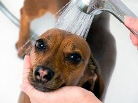 как мыть собаку