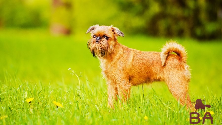 Порода собак гриффон: описание, уход и здоровье, стоимость