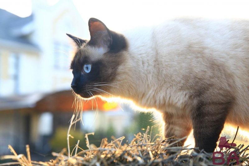 Священная Бирманская кошка: одна из самых красивейших пород