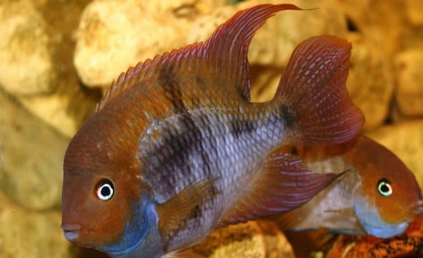 Цихлазома Седжика - красивая рыбка