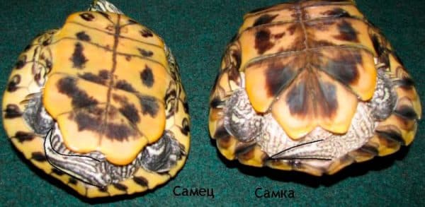 Как определить пол у красноухих черепах читайте статью