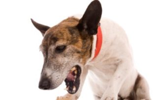 Одним из основных клинических признаков дирофиляриоза у собак является слабый сухой кашель