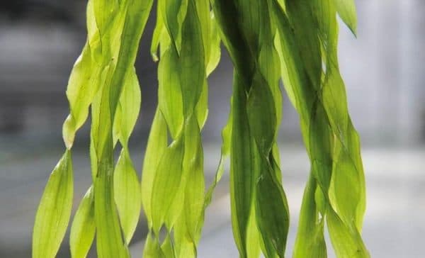 Валлиснерия спиральная - красивое аквариумное растение