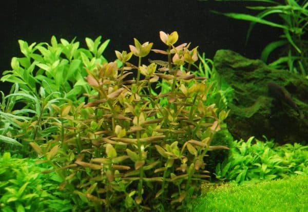 Бакопа каролинская - аквариумное растение