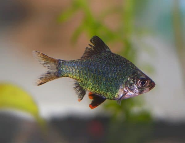 Мшистый барбус - красивая рыбка в аквариуме