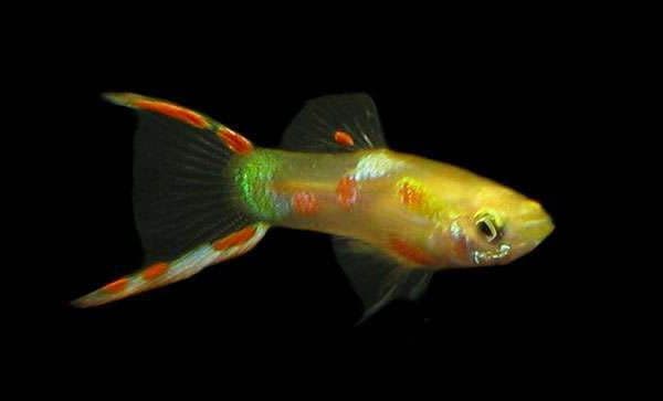 Гуппи Эндлера - красивая рыбка