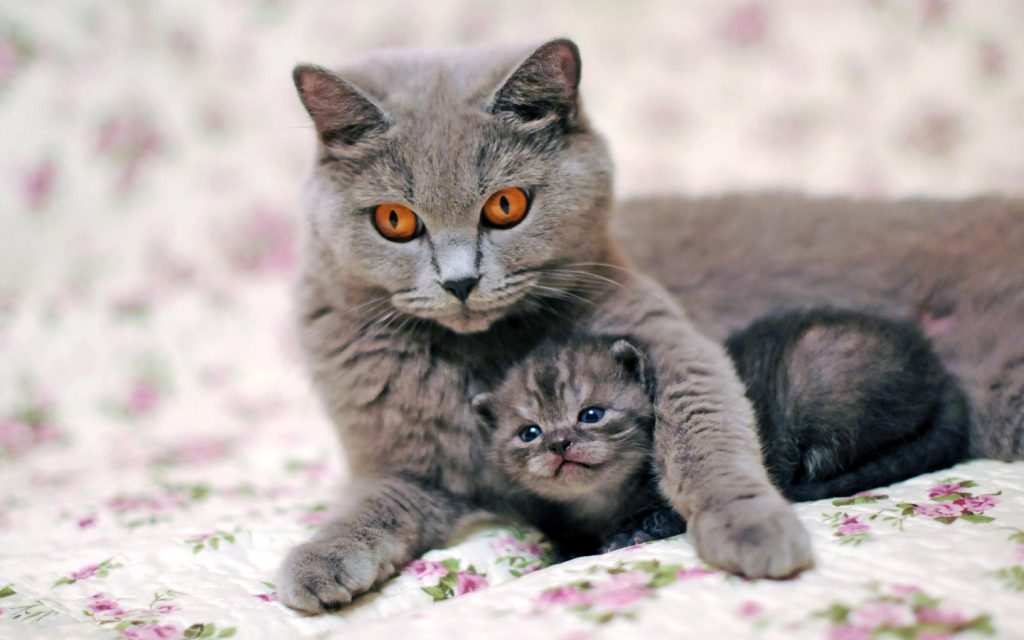 Кошка и котята