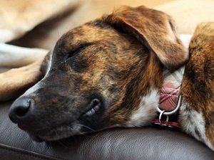 аденовироз у собак симптомы лечение