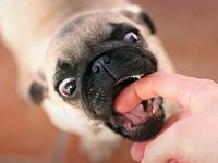 как отучить собаку кусаться