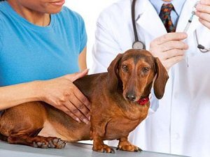 инсульт у собаки лечение