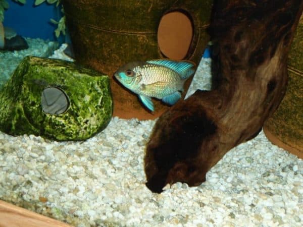 Голубая акара - красивая рыбка в аквариуме