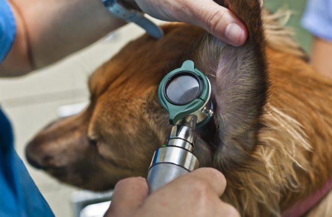 поход к ветеринару, у собаки болит ухо