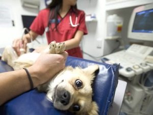 эндометрит у собаки лечение