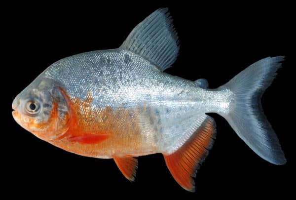 Пиранья красный паку - красивая рыбка в аквариуме