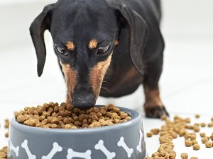 гипоаллергенный сухой корм для собак