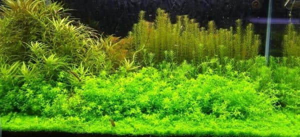 Микрантемум - прекрасное растение для аквариума