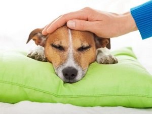 обезболивающее для собак при онкологии
