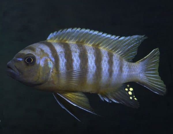 Псевдотрофеус зебра - красивая рыбка в аквариуме