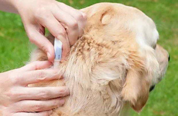 как снизить риск укуса собаки клещом