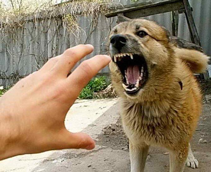 агрессивная собака