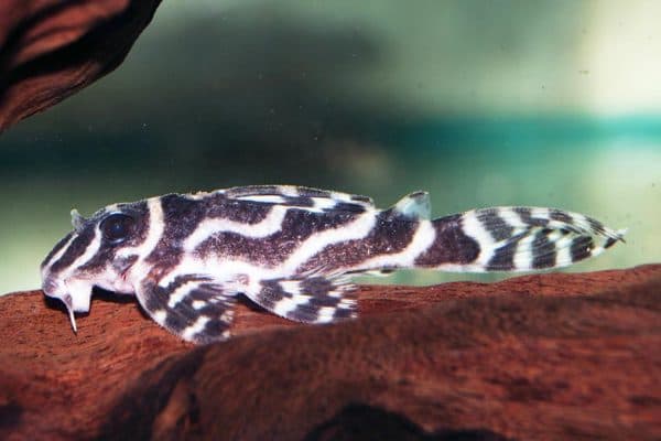 Гипанциструс - красивый аквариумный сомик