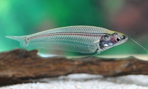 Стеклянный сомик - красивая аквариумная рыбка