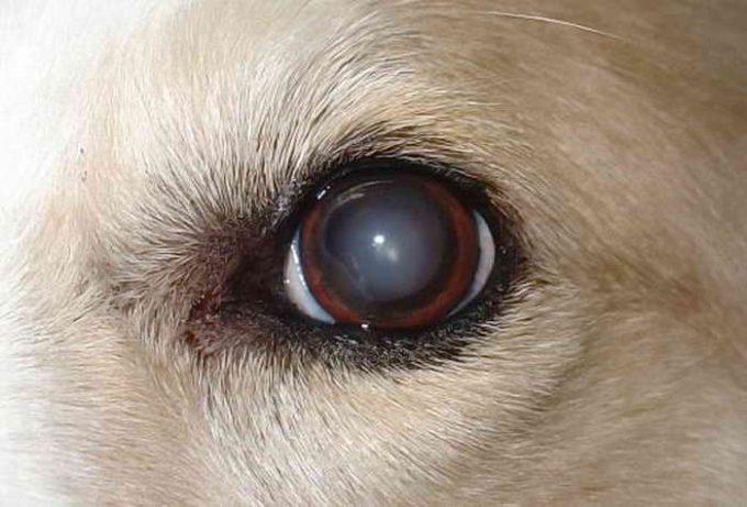 мутный глаз у собаки