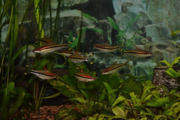 Барбус денисони - прекрасная рыбка в аквариуме