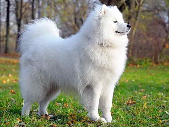 Самоедская лайка - белая порода собак, характеристики и история ...