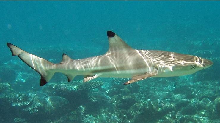 Мальгашская акула