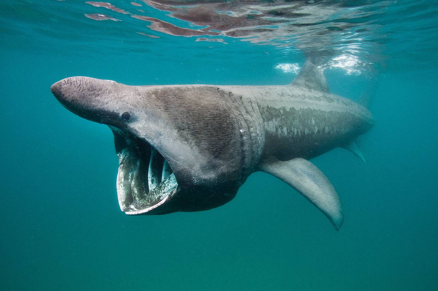 Большая разновидность. Гигантская исполинская акула. Большая акула Cetorhinus Maximus. Гигантская акула (basking Shark). Гигантская акула, слоновая, (Cetorhinus Maximus).