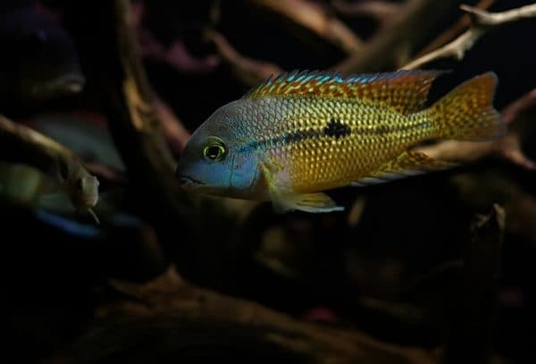 Никарагуанская цихлазома - удивительная рыбка 