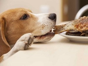 почему собака ворует еду