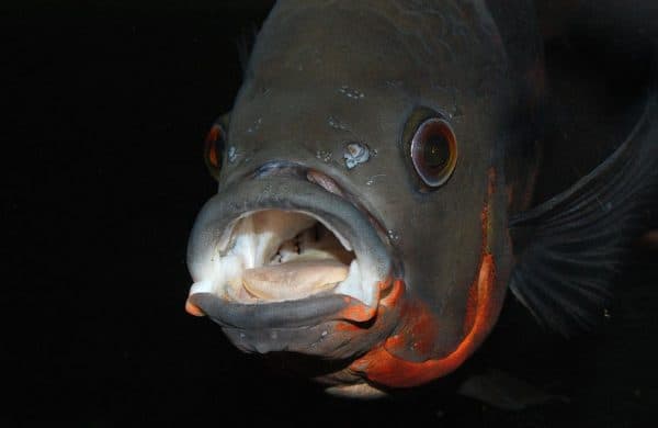 Астронотус аквариумная рыбка