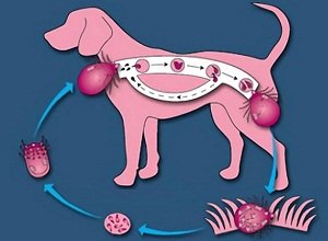 инкубационный период пироплазмоза у собак