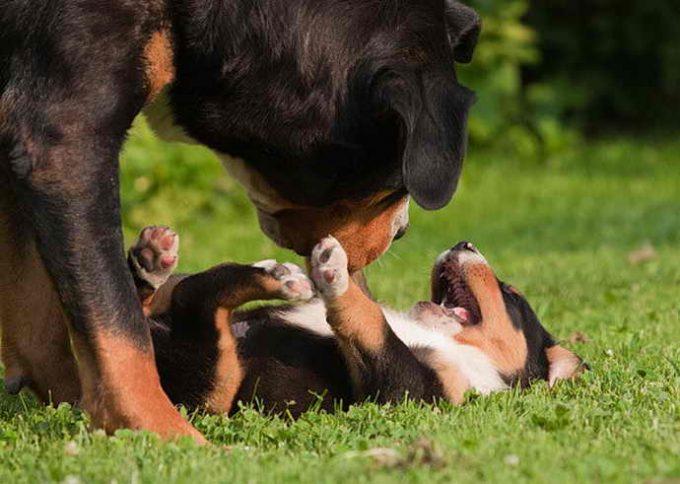 щенок с матерью играют