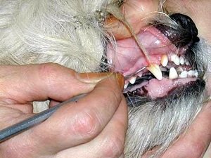 воспаление слюнной железы у собаки