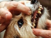 у собаки выпадают зубы
