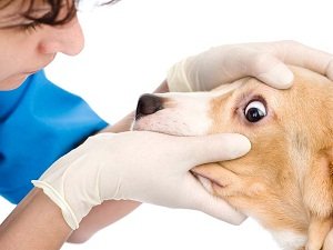 лечение микоплазмоза у собак схема лечения