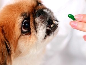 как давать собаке смекту при поносе дозировка