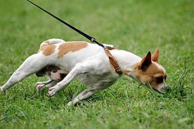 собака тянет в траву
