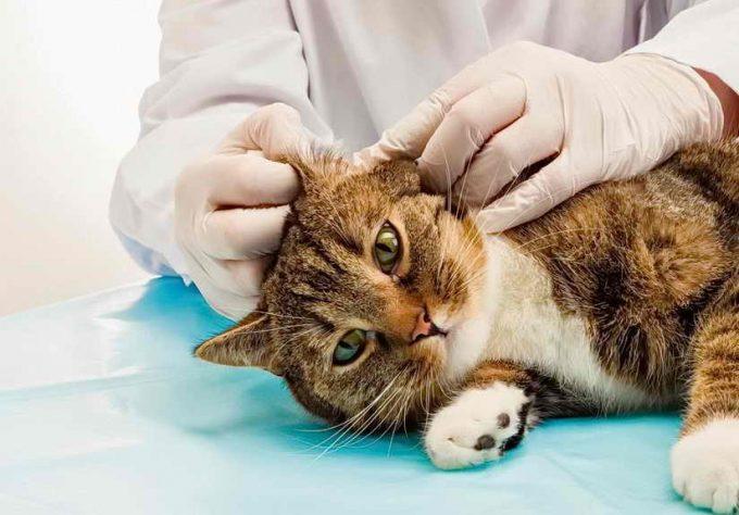 лечение отита у кошек