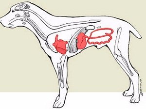 парвовирусный энтерит у собак симптомы лечение