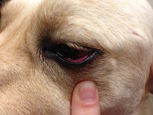 у собаки красный белок глаза