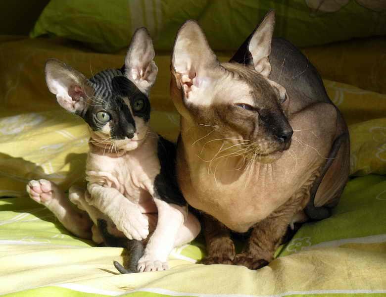 Порода сфинкс: фото кошек без шерсти, описание характера