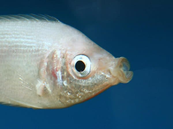 Гурами целующиеся - удивительные рыбки в аквариуме